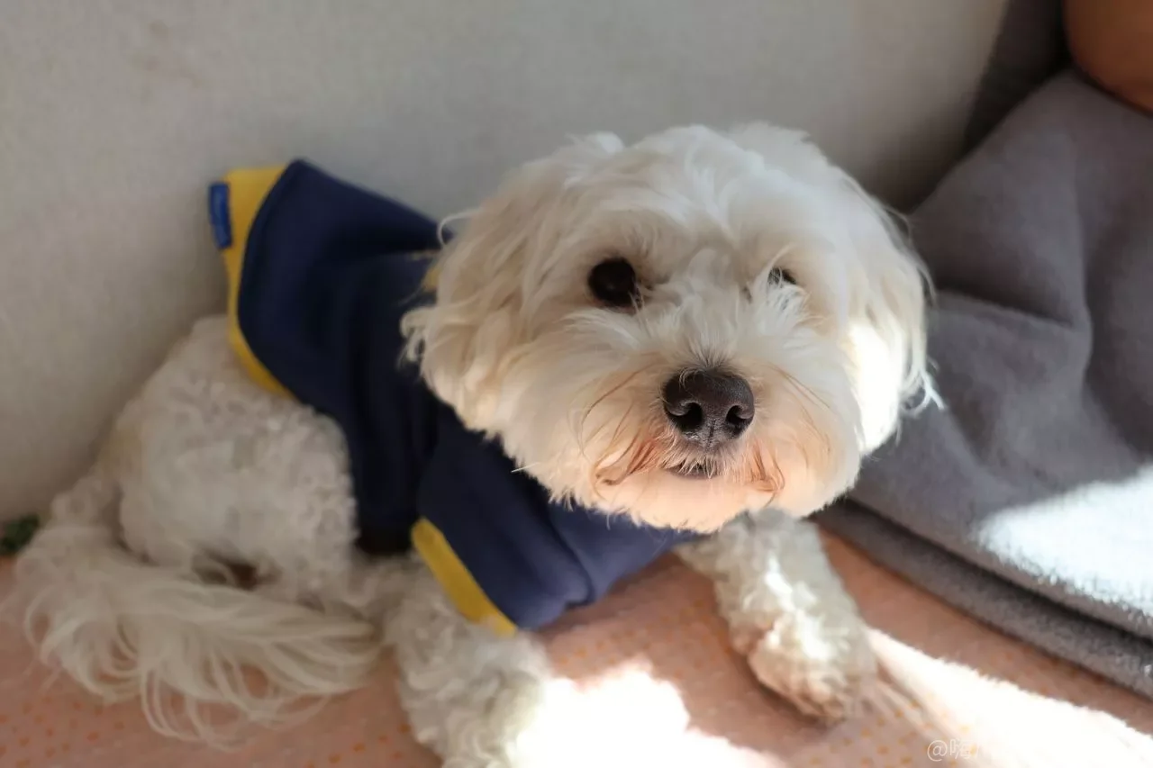 贵宾犬乱叫怎么办?别一叫就理它,这三种场景的叫声要用不同方法 贵宾犬乱叫怎么办?别一叫就理它,这三种场景的叫声要用不同方法