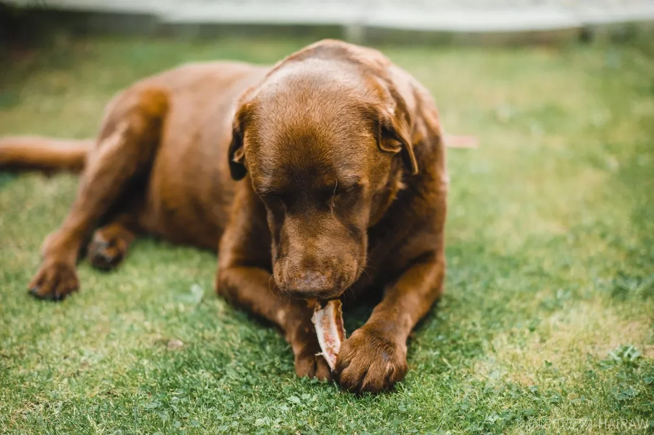 拉布拉多幼犬晚上一直叫怎么办?别急着抱上床,这三个方法三天就能让它安静下来 拉布拉多幼犬晚上一直叫怎么办?别急着抱上床,这三个方法三天就能让它安静下来