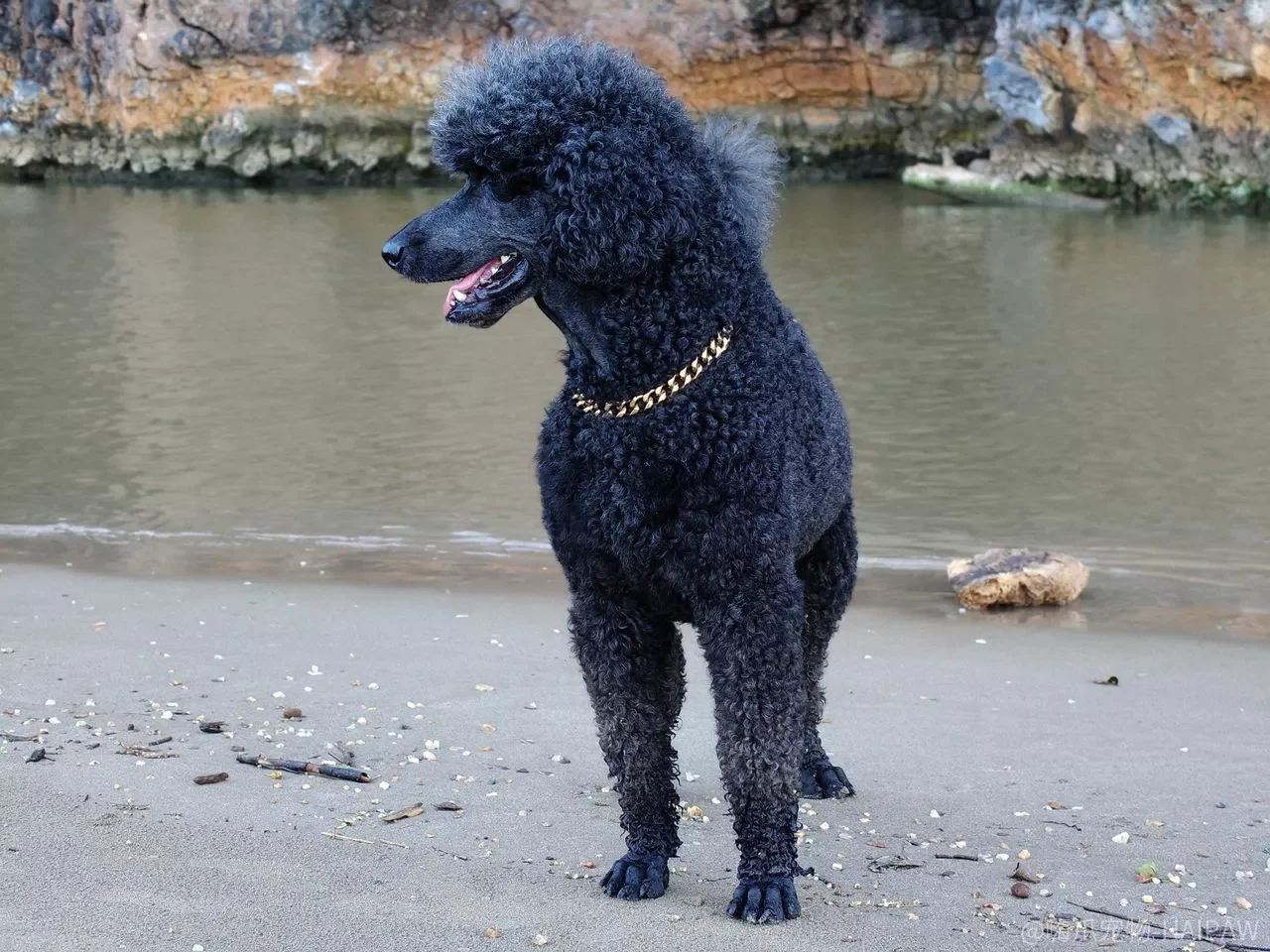 比熊犬乱咬东西怎么办？别只怪它调皮，这三个原因里有两种需要你调整