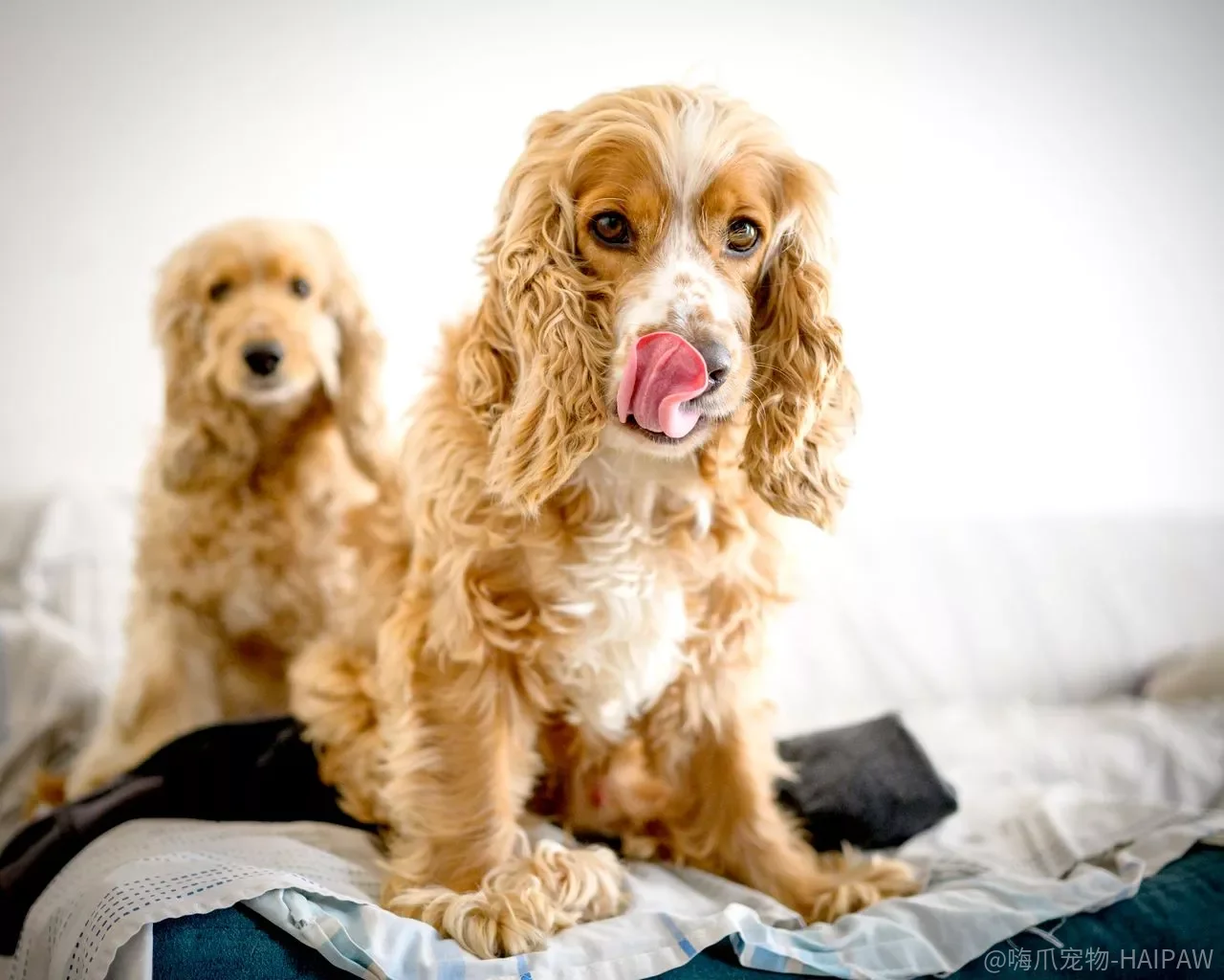 可卡犬啃咬家具怎么办？别打骂，这三个方法既保护家具又促进牙齿发育