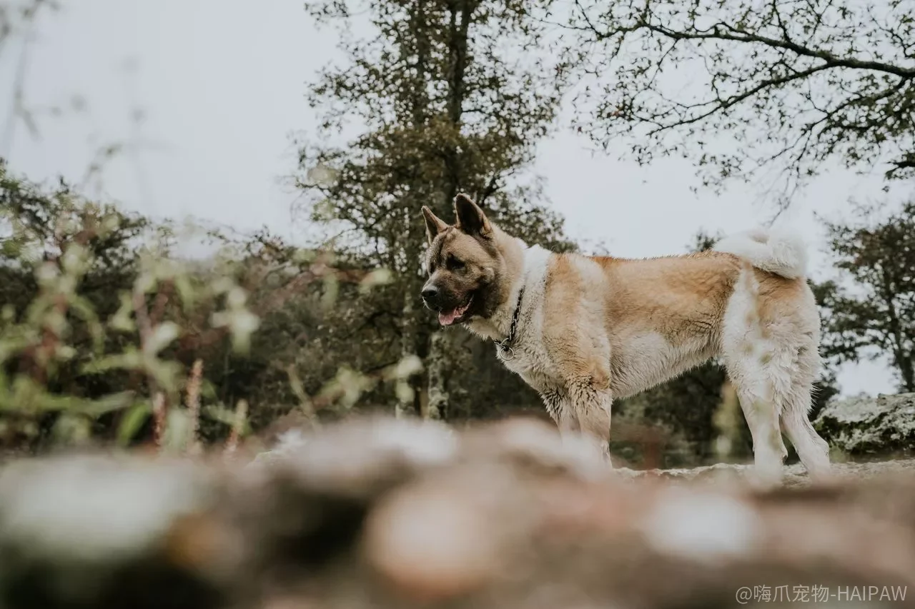 秋田犬攻击来访亲友怎么办?别等它咬伤客人才后悔,这三步从根源纠正 秋田犬攻击来访亲友怎么办?别等它咬伤客人才后悔,这三步从根源纠正