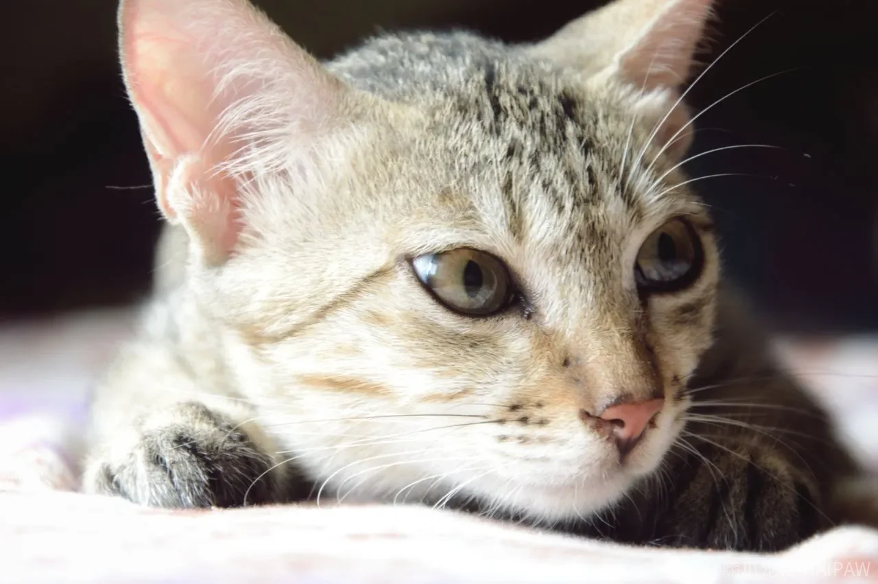 猫咪一辈子不遛就不快乐?遛猫训练步骤与安全要点全解析 猫咪一辈子不遛就不快乐?遛猫训练步骤与安全要点全解析