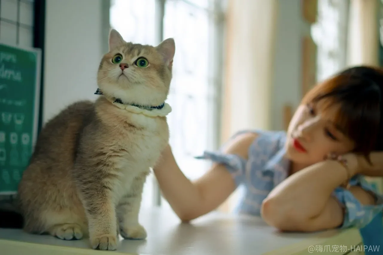 宠物猫的五种独特行为你了解几个？从聪明伶俐到嫉妒心强