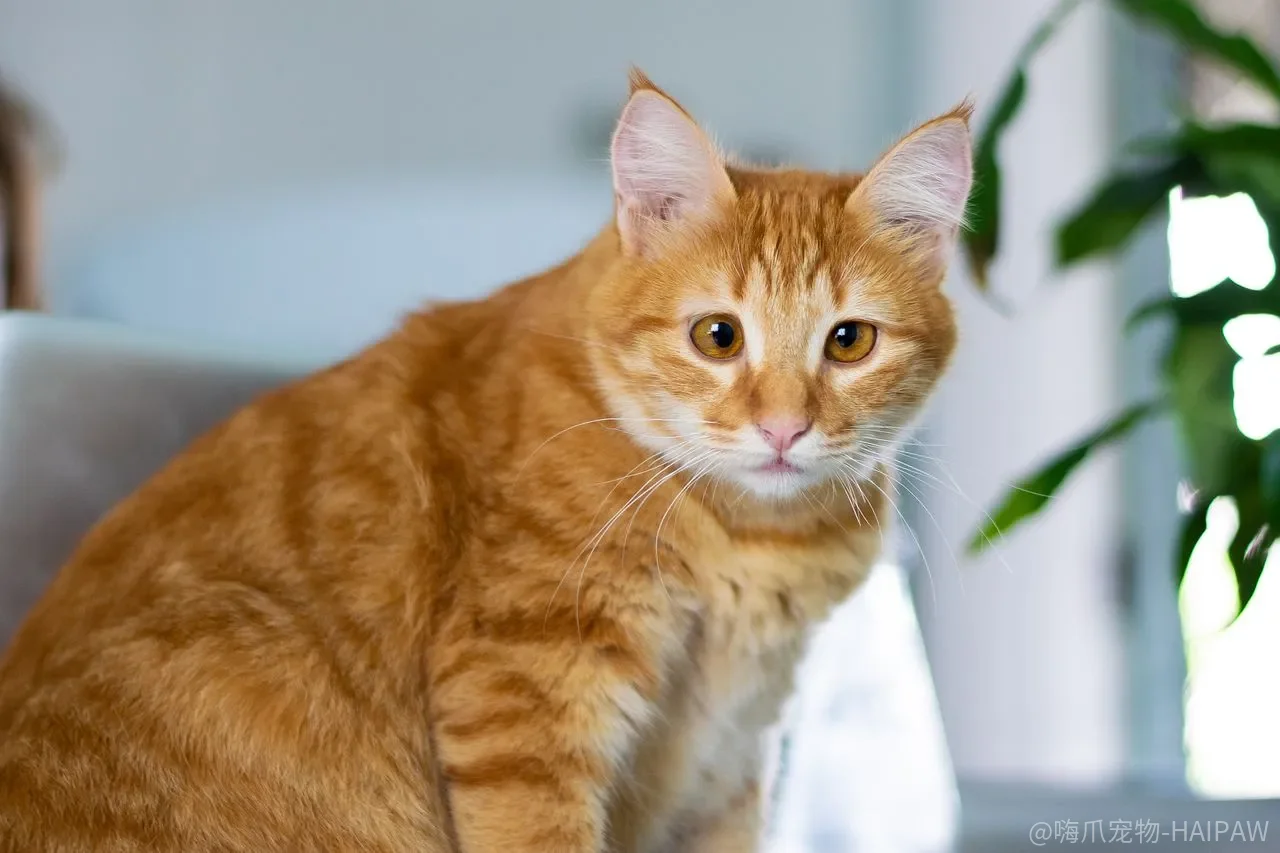 为什么说猫咪不能被训练?关于猫咪基本教育的完整解答 为什么说猫咪不能被训练?关于猫咪基本教育的完整解答