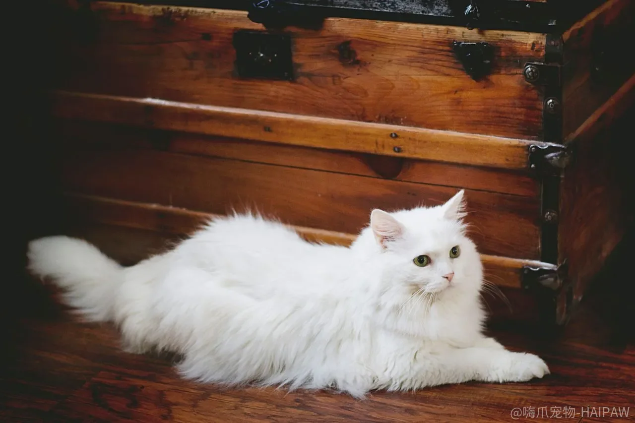 猫猫的家庭观念和规律训练:从“不懂事”到“有教养”的完整指南 猫猫的家庭观念和规律训练:从“不懂事”到“有教养”的完整指南