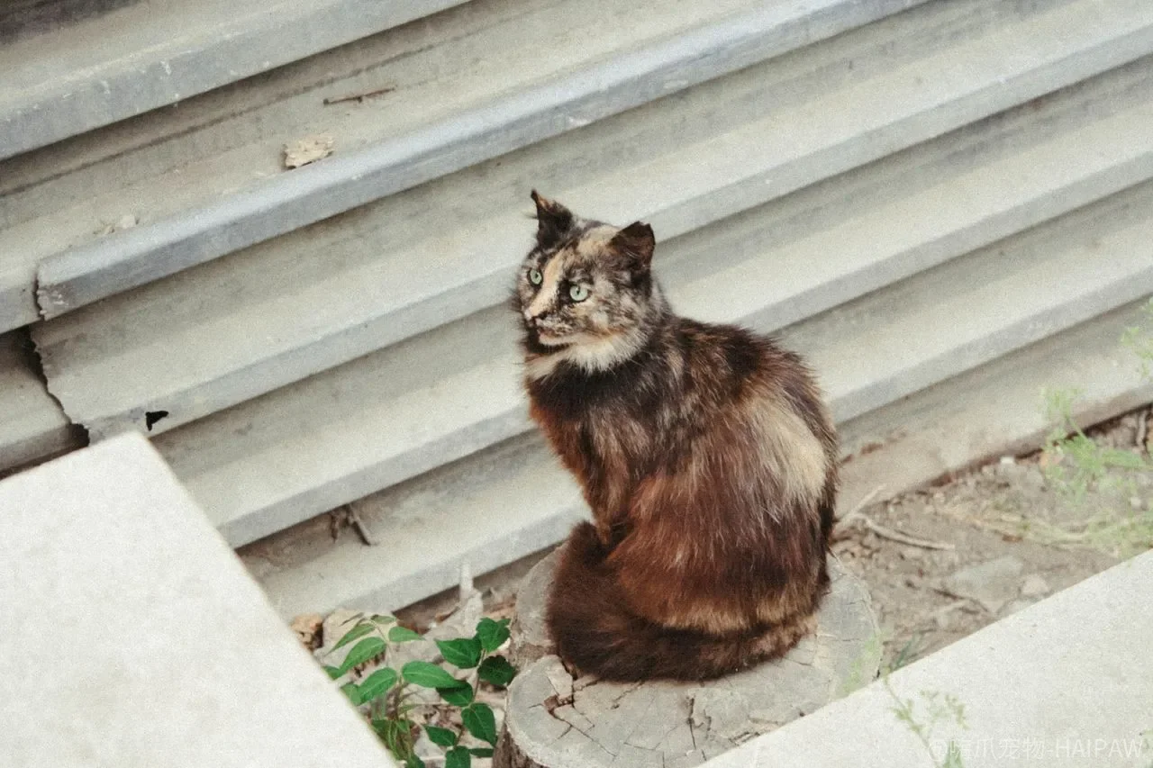 猫咪做错事怎么教？即时干预、正向奖励与行为规范的完整方法