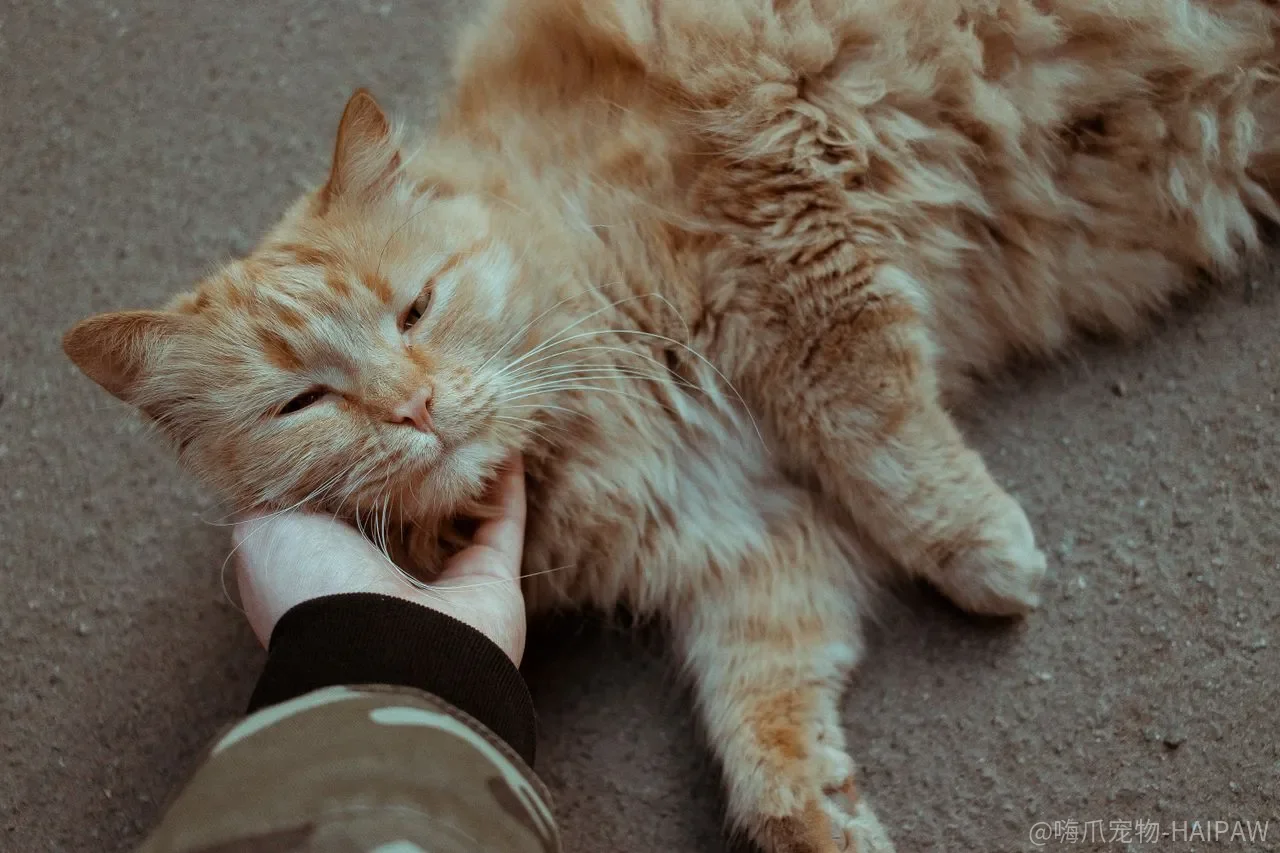 猫可以吃狗粮吗？营养差异与长期危害全解析