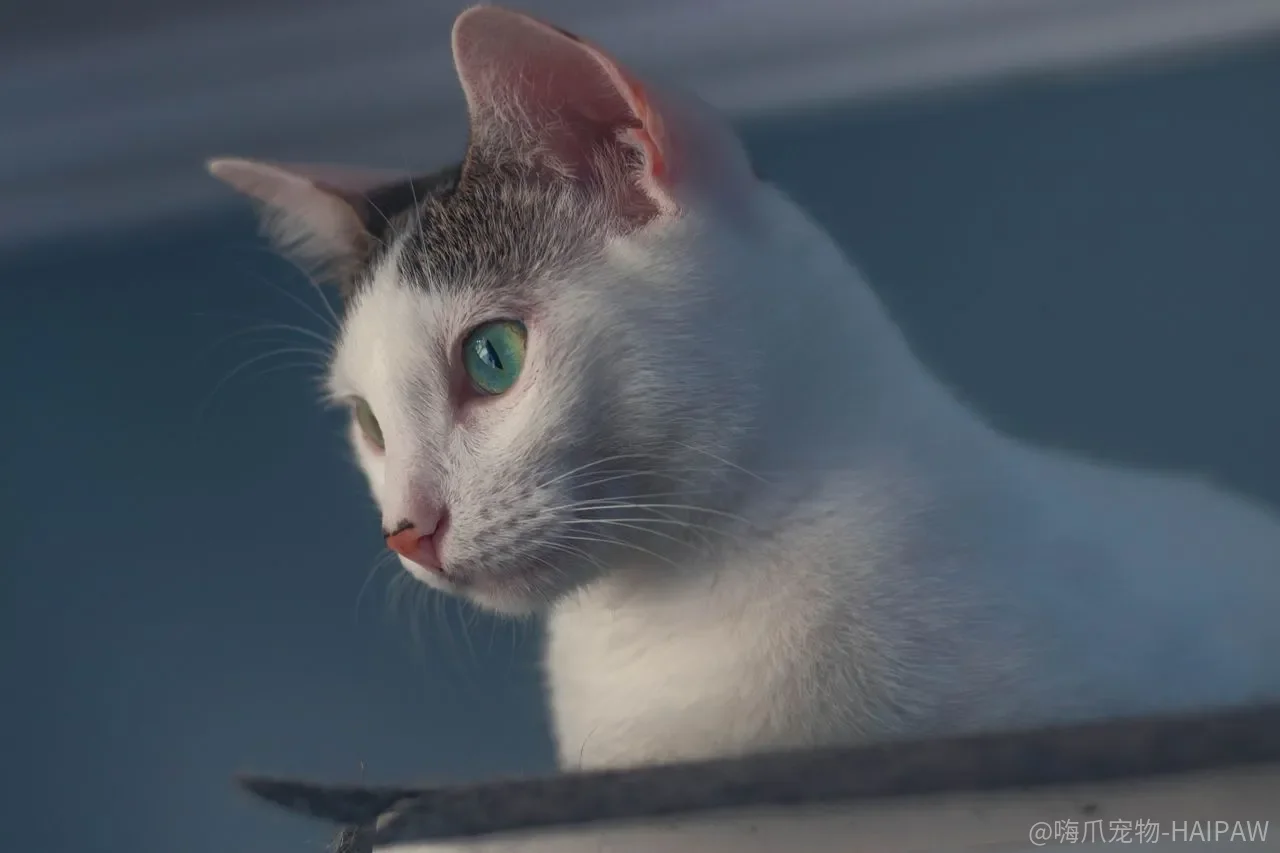 猫患病了怎么办？日常预防与发病时扑灭的完整措施
