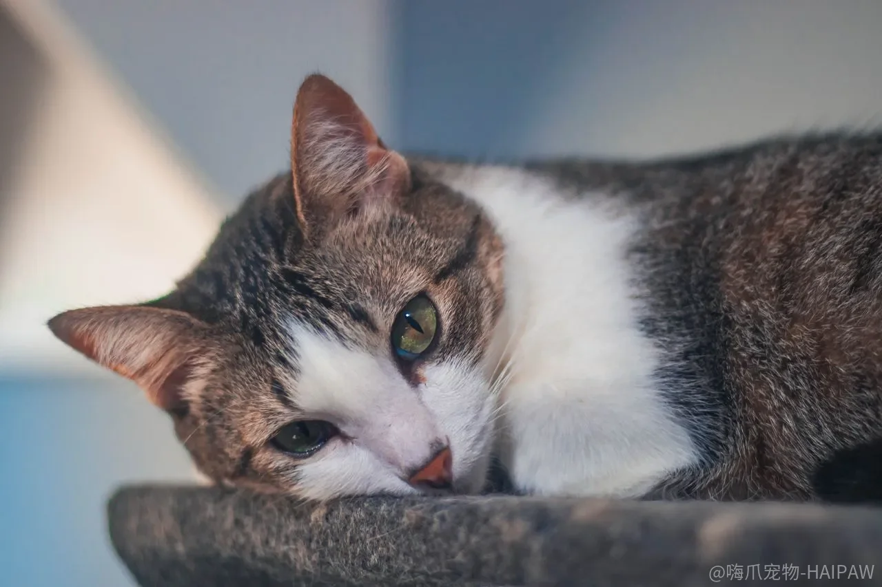 猫得尿道炎怎么办？症状识别、病因分析与防治全攻略