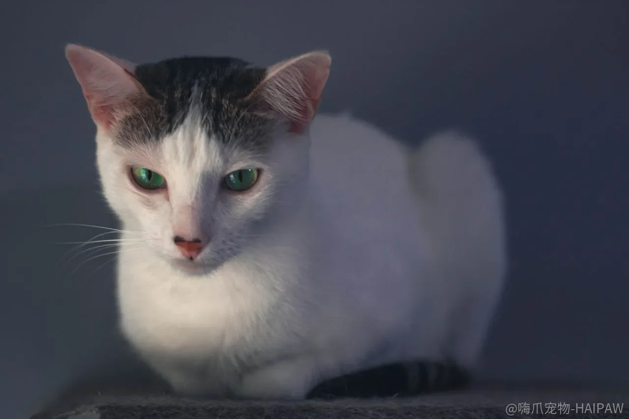 母猫生产后出血正常吗?正常与异常情况的判断标准 母猫生产后出血正常吗?正常与异常情况的判断标准