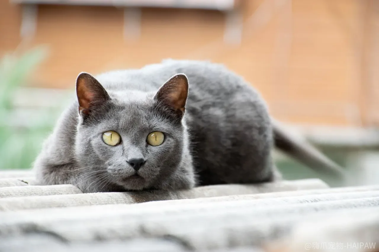 猫的各种胃炎知识详解:毛球性胃炎与慢性胃炎的病因和治疗 猫的各种胃炎知识详解:毛球性胃炎与慢性胃炎的病因和治疗