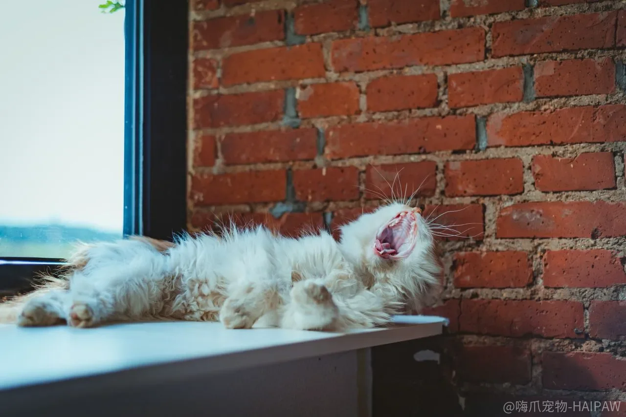 小猫几个月可以送人？三个月之后才是最佳时机