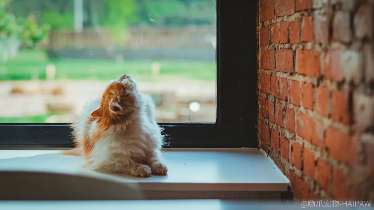 训练猫咪为你衔东西难吗?从衔取到交付的完整教程 训练猫咪为你衔东西难吗?从衔取到交付的完整教程