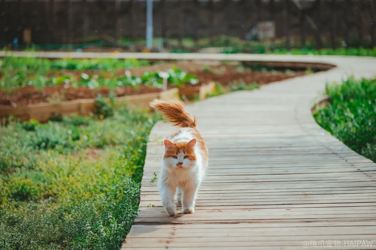 猫咪总钻被窝怎么办?从猫窝布置到行为纠正的完整方案 猫咪总钻被窝怎么办?从猫窝布置到行为纠正的完整方案