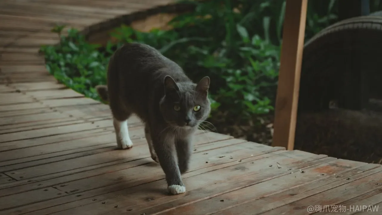 猫咪总抓坏家具怎么破？木柱训练法加渐进移动全攻略