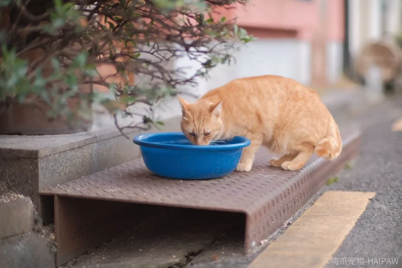 猫咪犯错怎么调教？四条黄金法则避开体罚误区