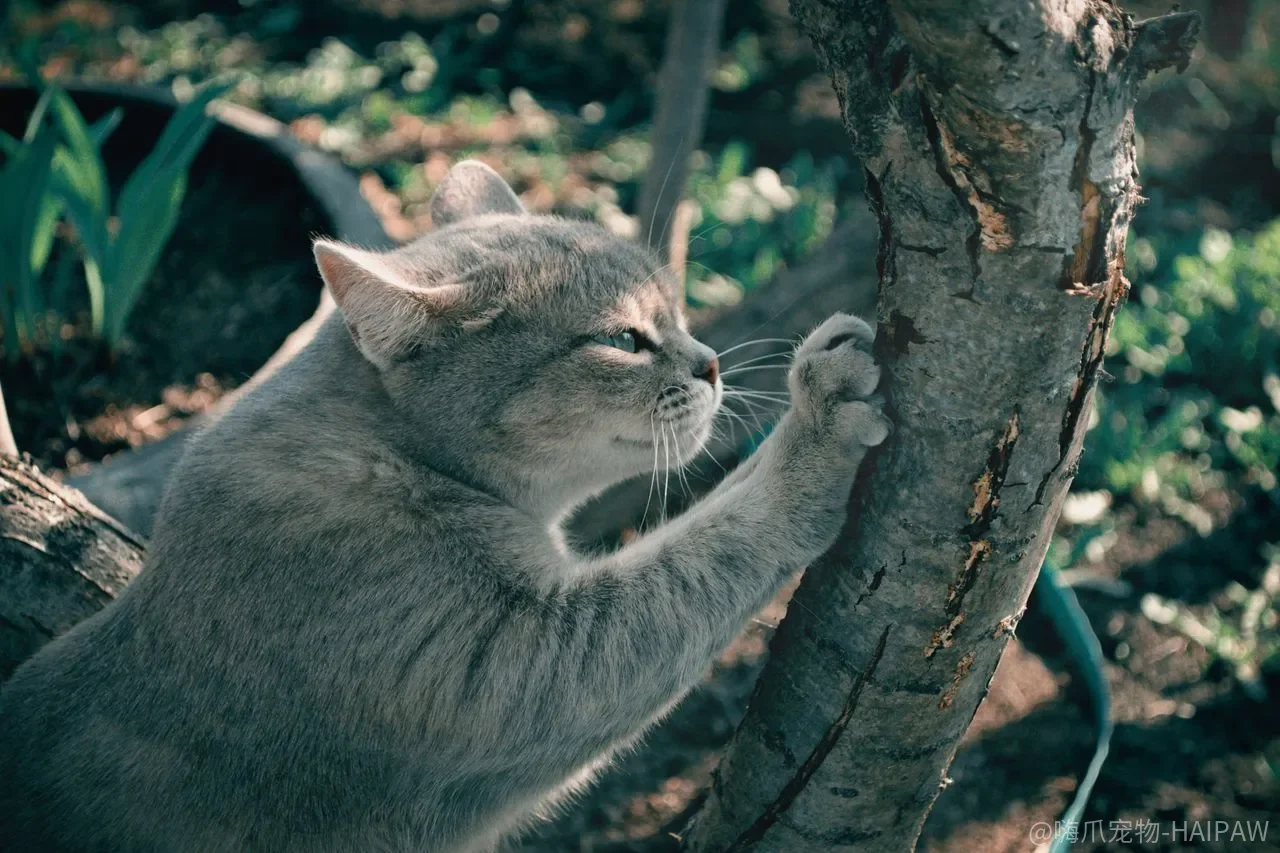 训练猫咪跳环很难吗?从地面环到高环的完整教程 训练猫咪跳环很难吗?从地面环到高环的完整教程