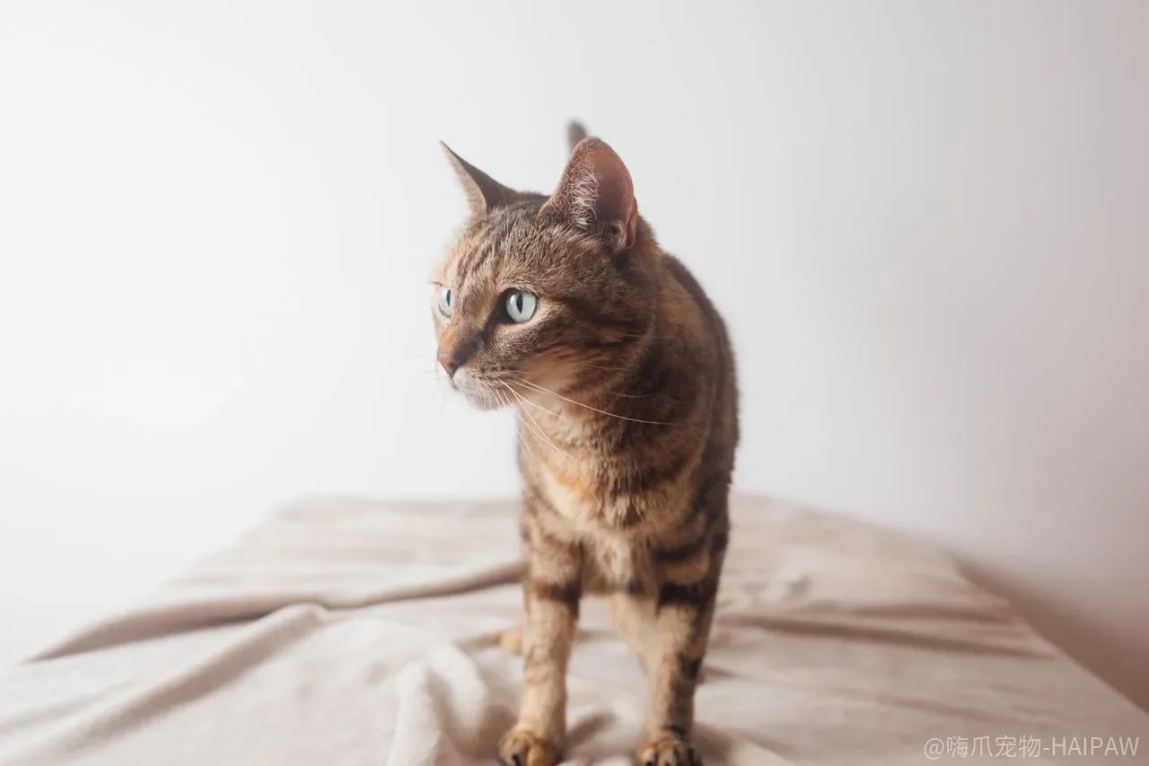 猫咪深夜扰人怎么破?七个方法让它和你同步作息 猫咪深夜扰人怎么破?七个方法让它和你同步作息