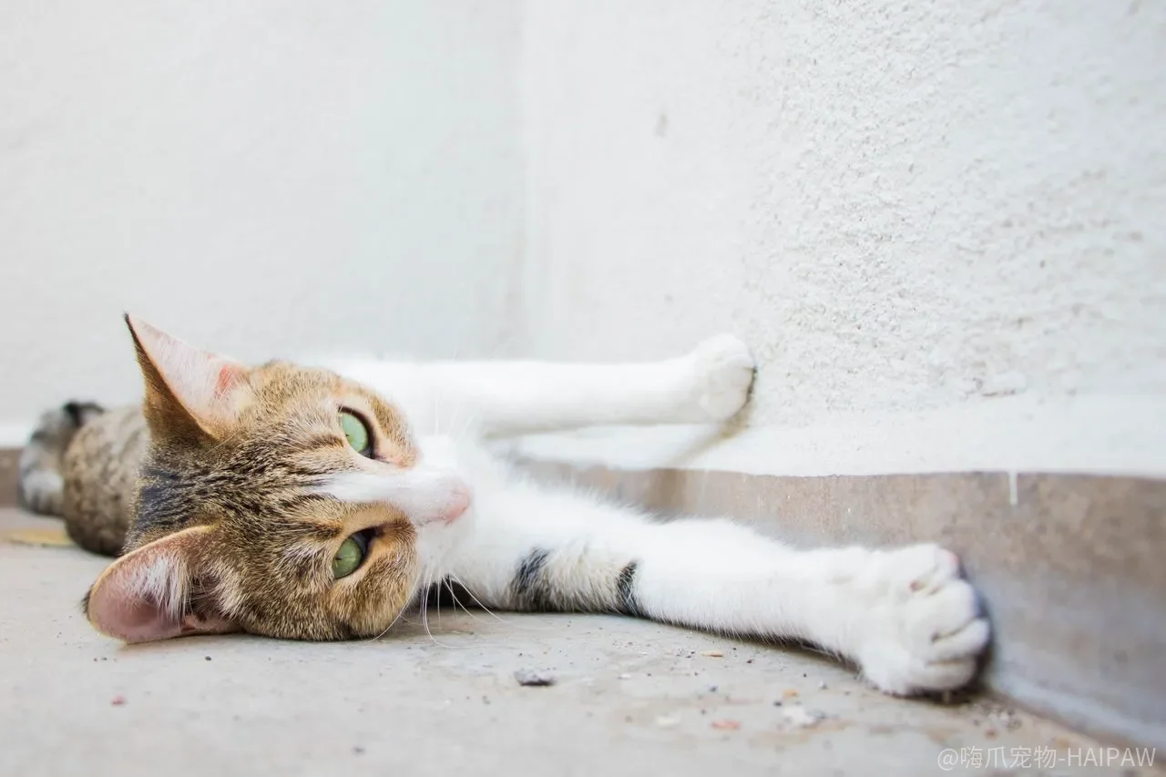 猫咪咬人抓人怎么纠正?从原因分析到行为引导的完整方案 猫咪咬人抓人怎么纠正?从原因分析到行为引导的完整方案