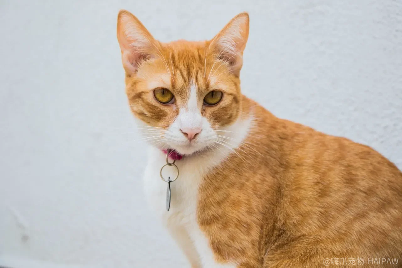 猫咪乱尿是故意报复吗？美短排泄心理因素深度解读