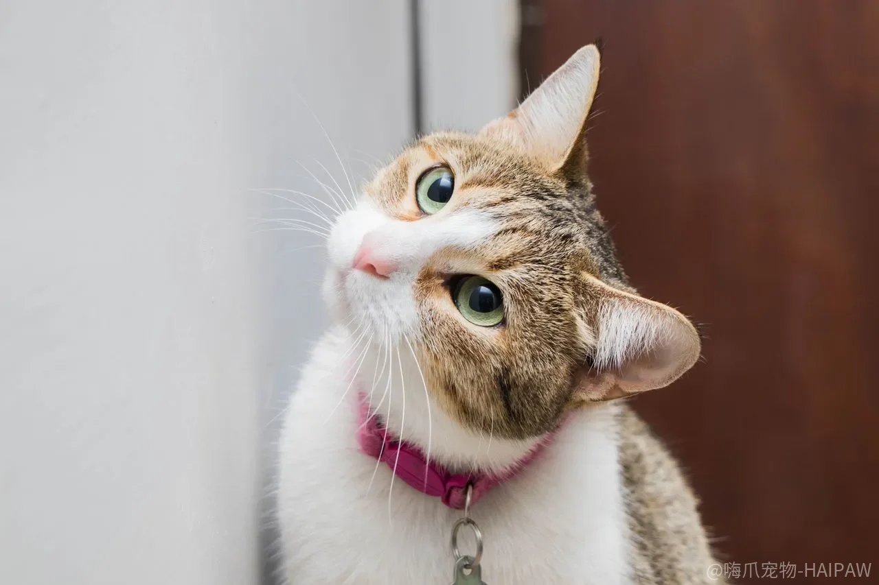 猫咪跳高钻圈怎么教?从地面环到高环的完整训练教程 猫咪跳高钻圈怎么教?从地面环到高环的完整训练教程