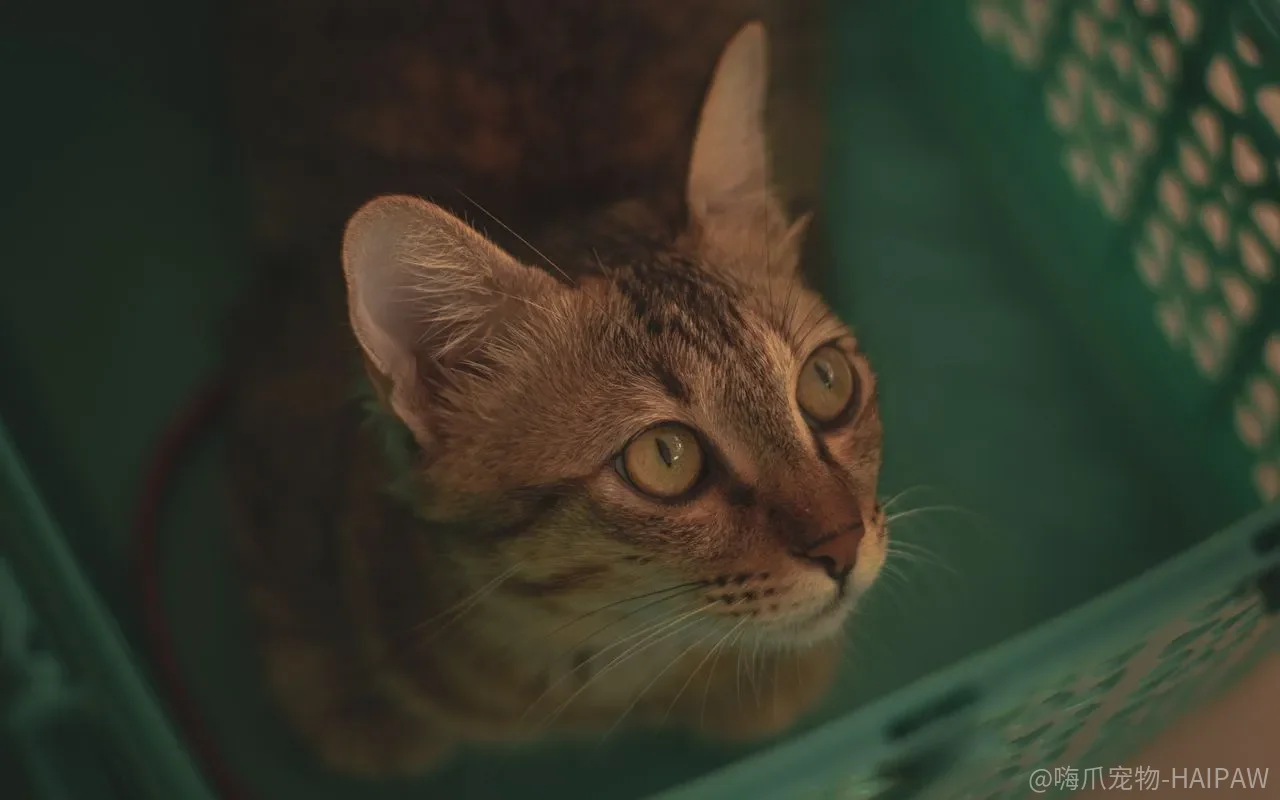 猫咪异常攻击行为怎么防?三种类型与应对方法全解析 猫咪异常攻击行为怎么防?三种类型与应对方法全解析