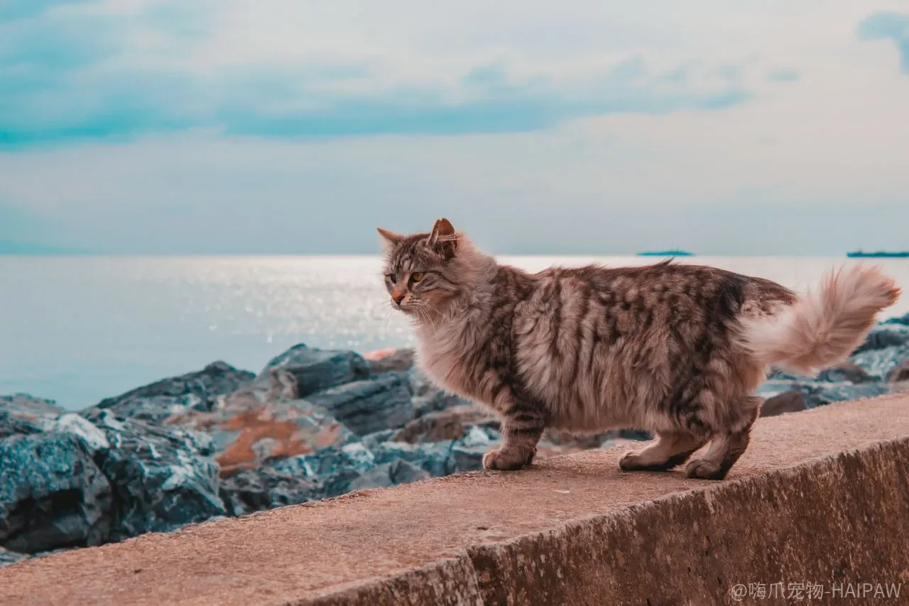 猫咪认生怎么办？三招让猫咪不再躲着客人
