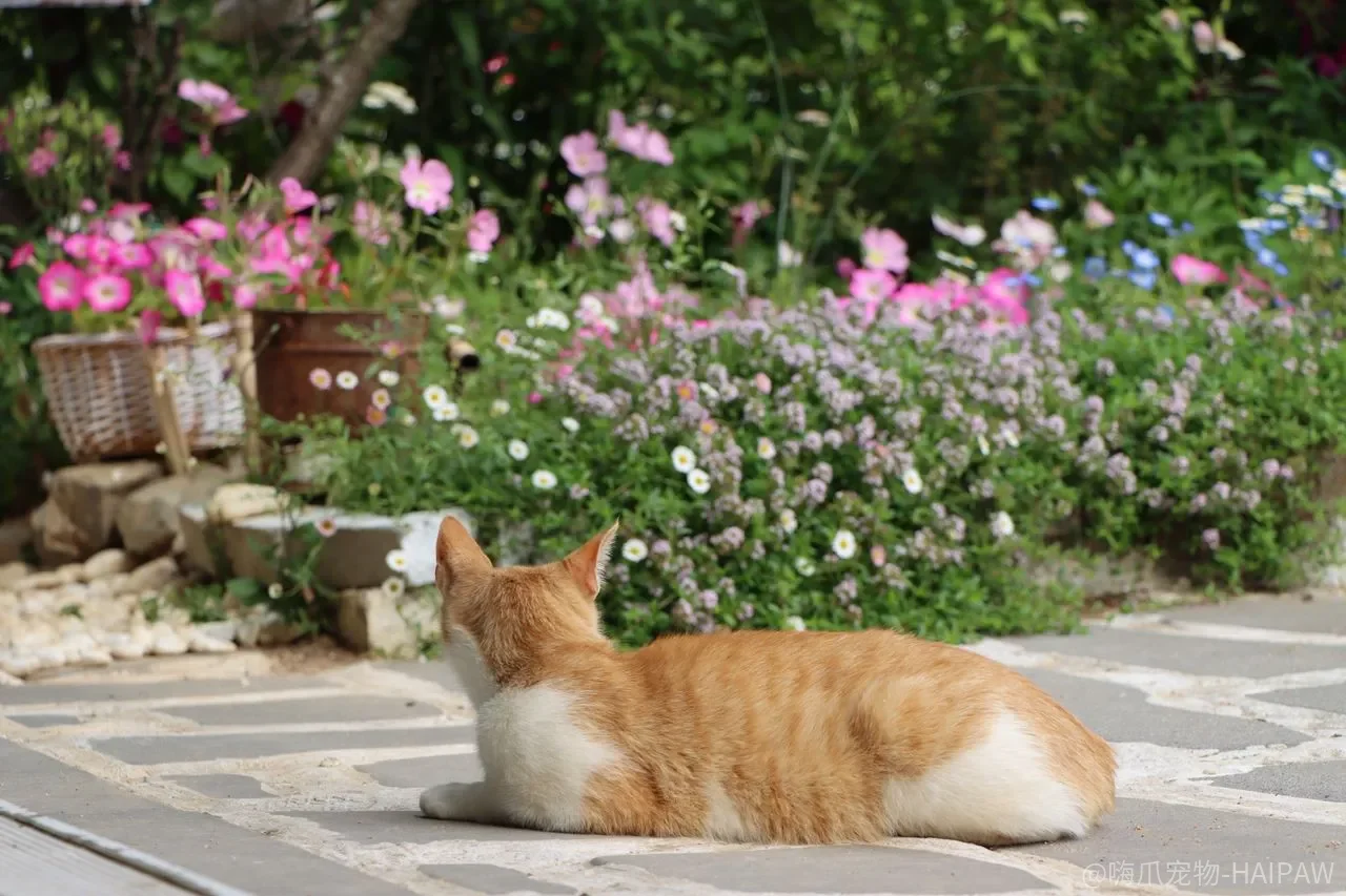 猫咪居家训练环境怎么布置？从猫窝到游乐场的完整方案