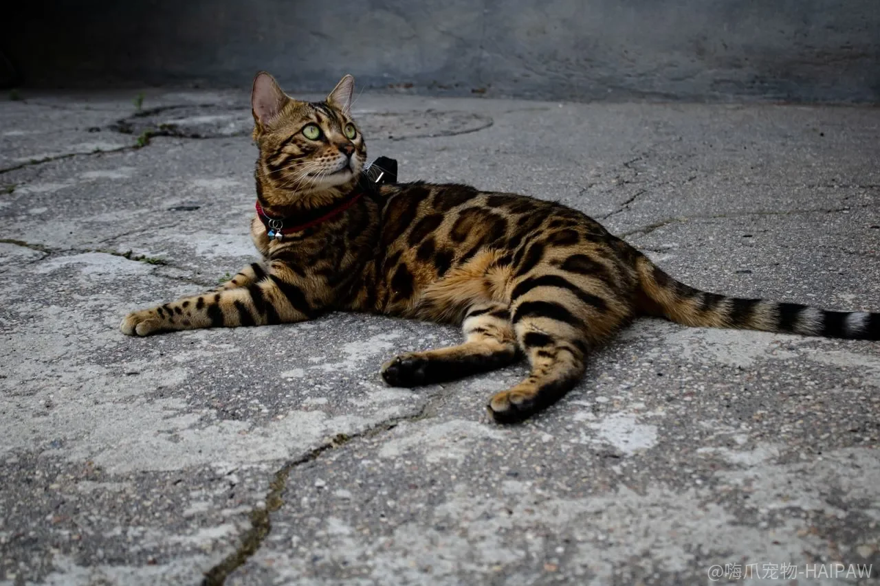 猫咪和宝宝能一起养吗？三个阶段相处训练法让全家安心