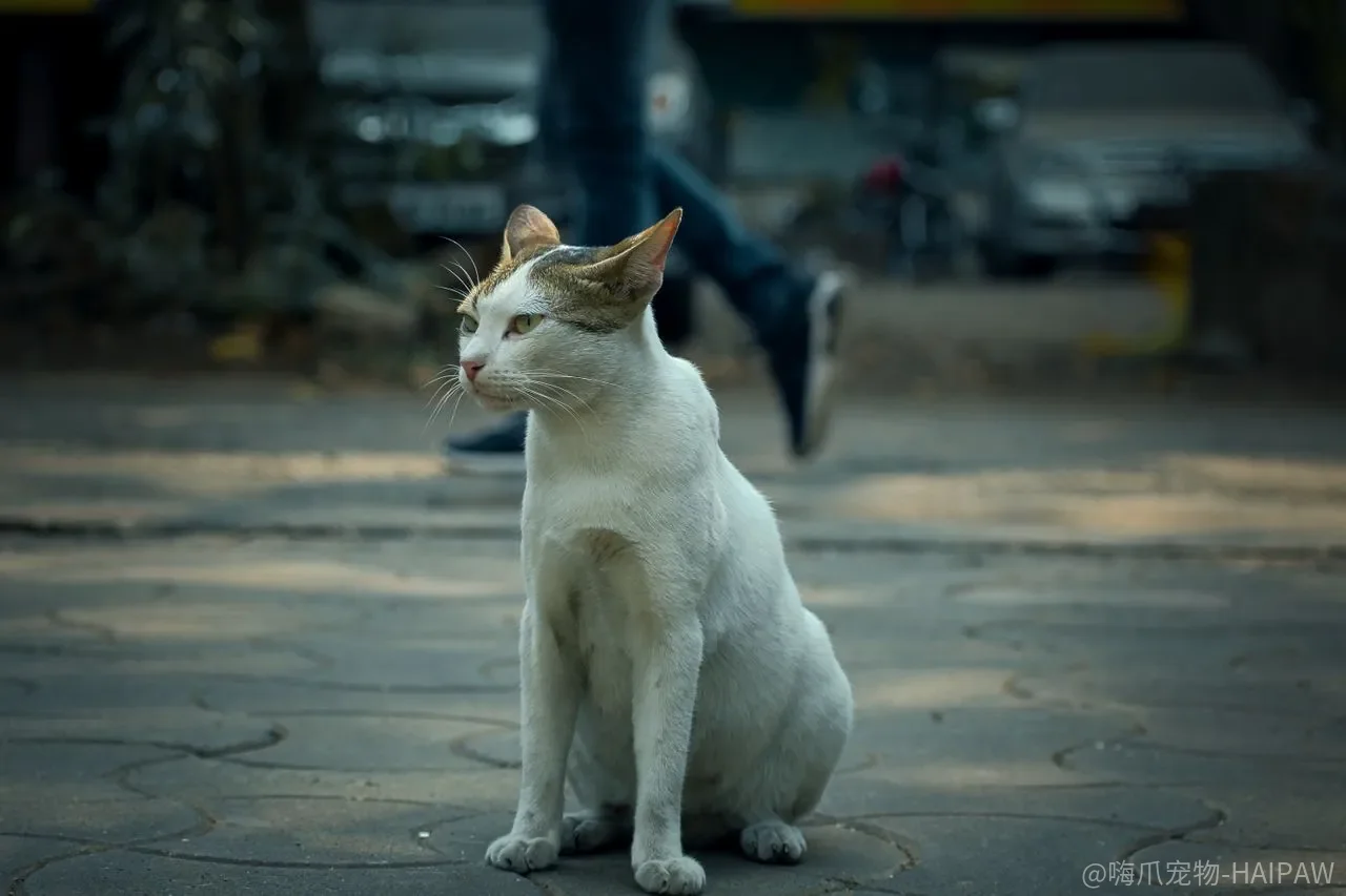 猫咪衔取训练怎么做？从塞入口中到远距离衔回的完整教程