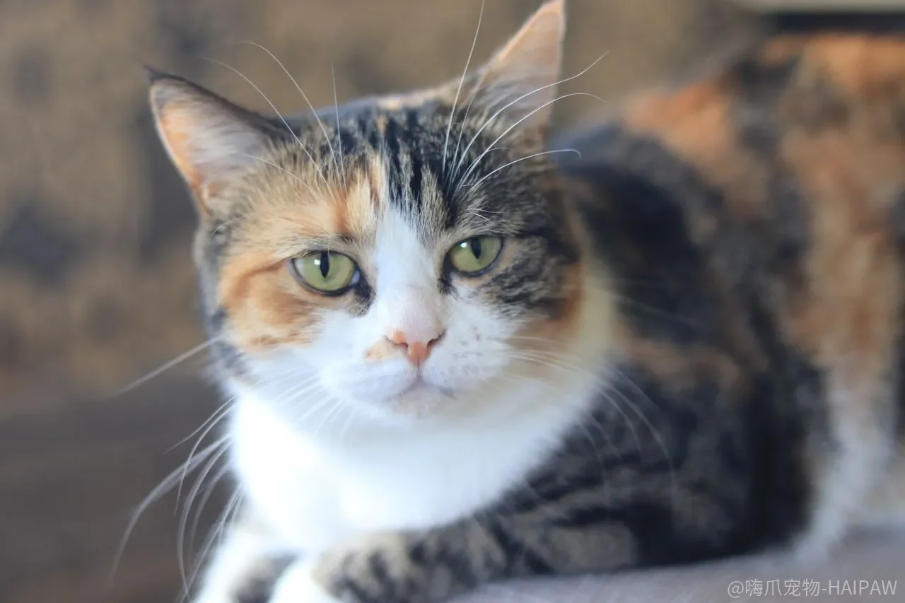 猫咪到家后怎么尽快融入家庭？吃饭、排便、名字三管齐下