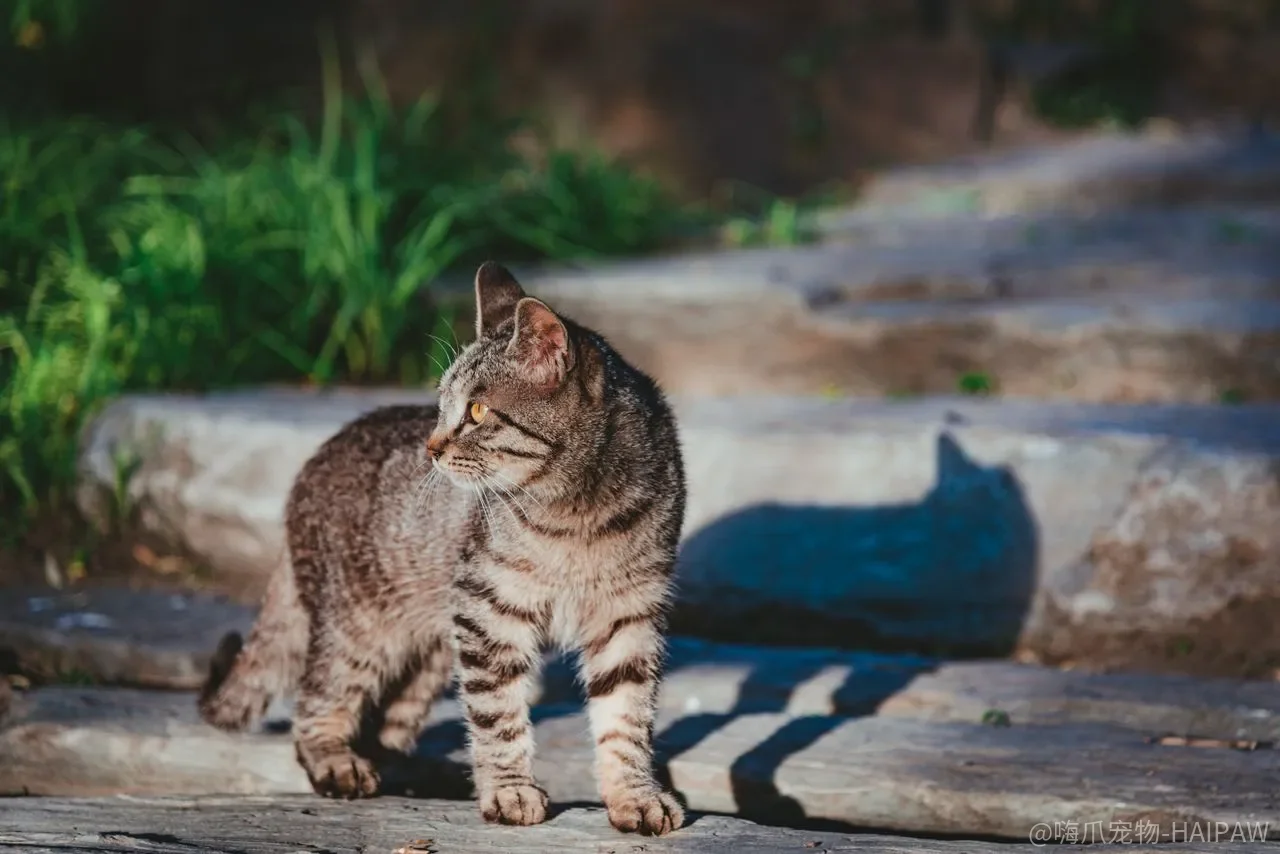 猫咪总跳上床怎么办?猫窝训练加即时制止的完整方案 猫咪总跳上床怎么办?猫窝训练加即时制止的完整方案