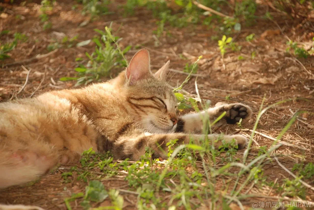猫咪奖励制度怎么建立？即时奖励与门槛递增的完整方法