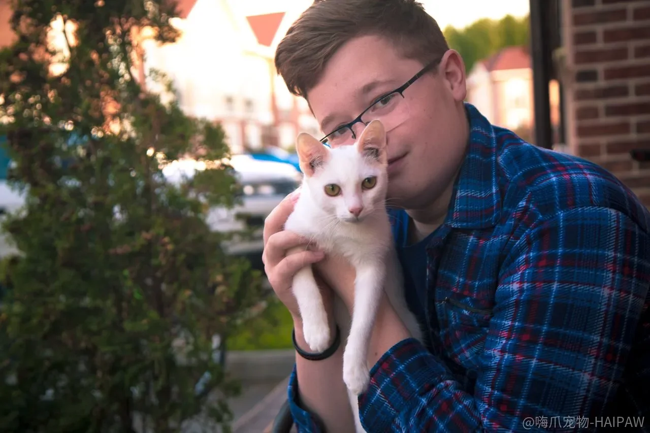 猫咪训练十次九败？这些常见错误方法你中了几个