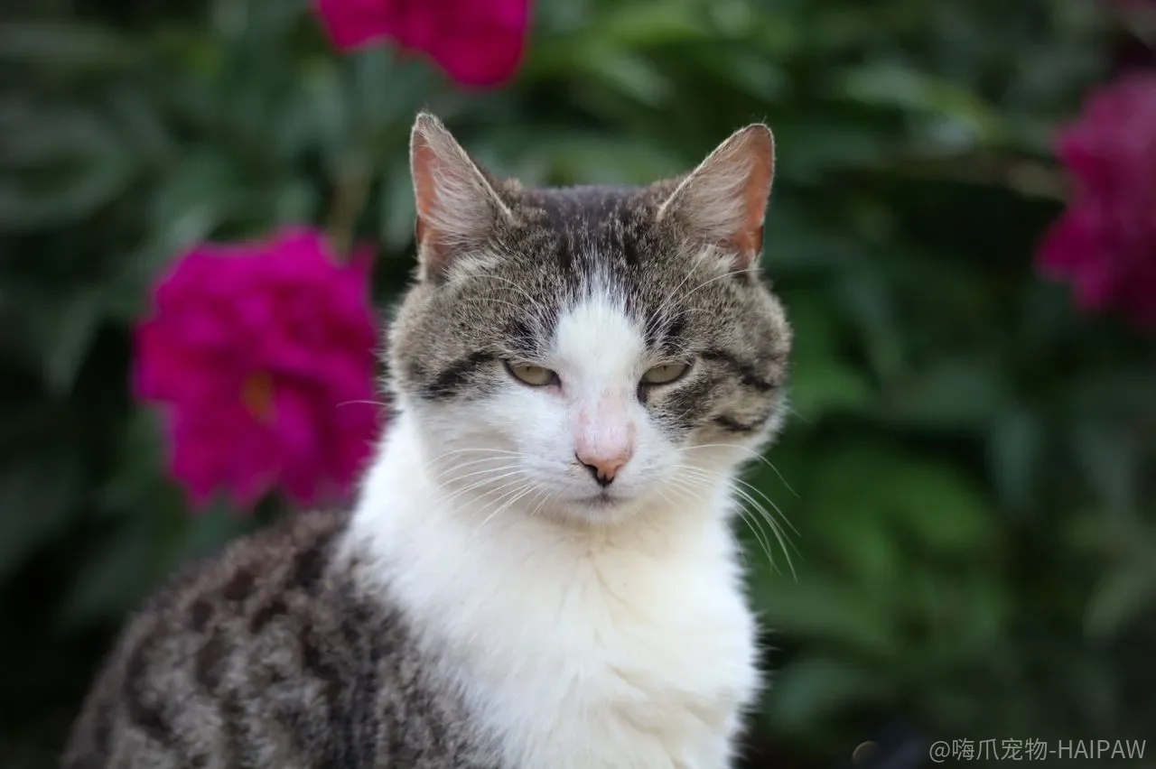 猫咪半夜总叫唤怎么破？从原因排查到作息调整的完整方案