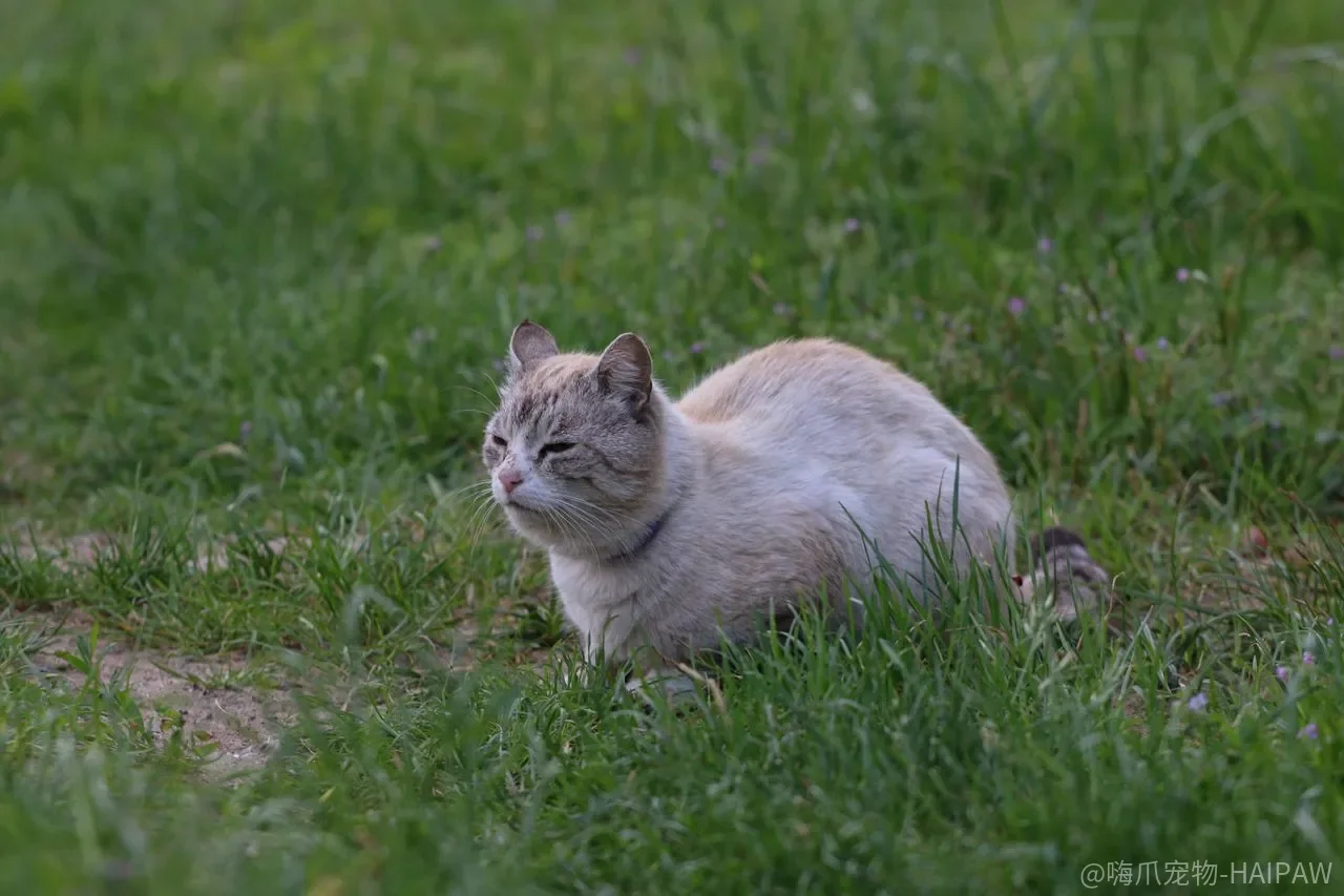 猫咪基本训练从几个月开始？年龄、时机、环境三要素全解析