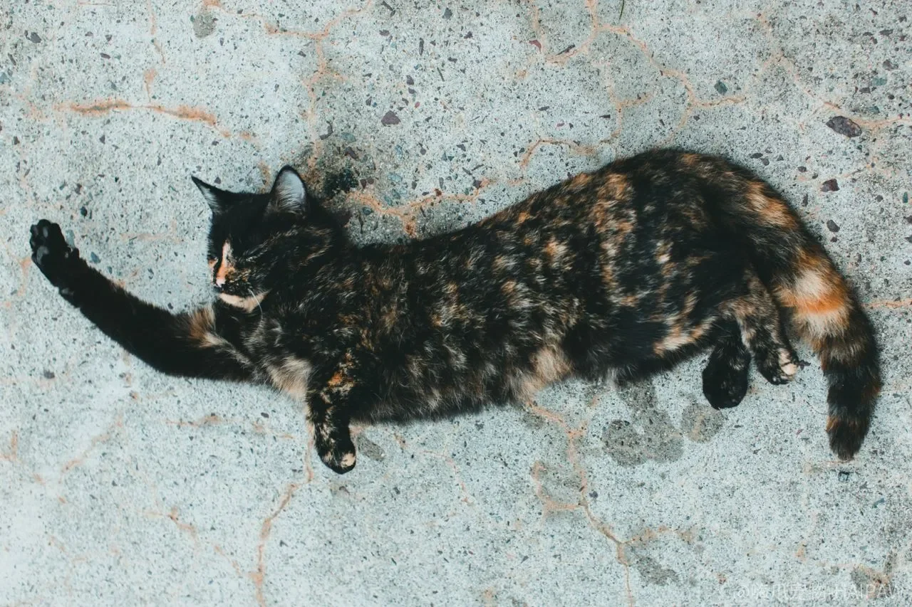 猫咪总往被窝里钻怎么办?猫窝布置加即时制止的完整方案 猫咪总往被窝里钻怎么办?猫窝布置加即时制止的完整方案