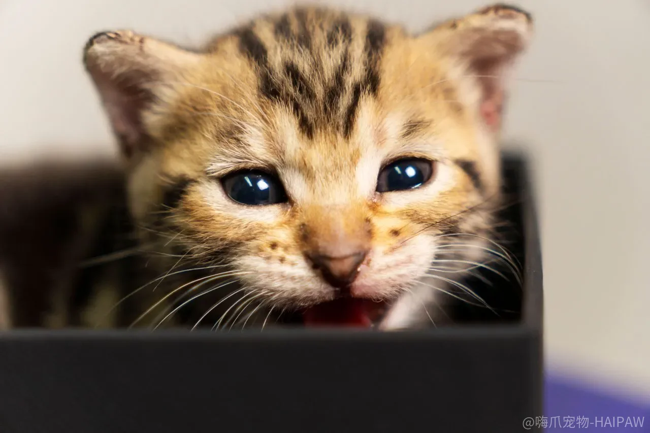 宠物猫咪放养到底有多危险？六大危害一次说清