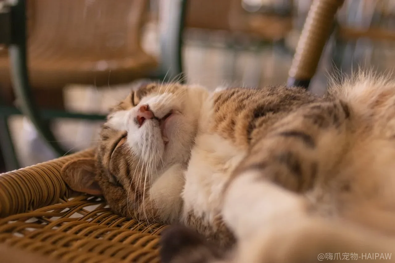 猫咪误吃蟑螂有事吗？危害分析与预防方法全解析
