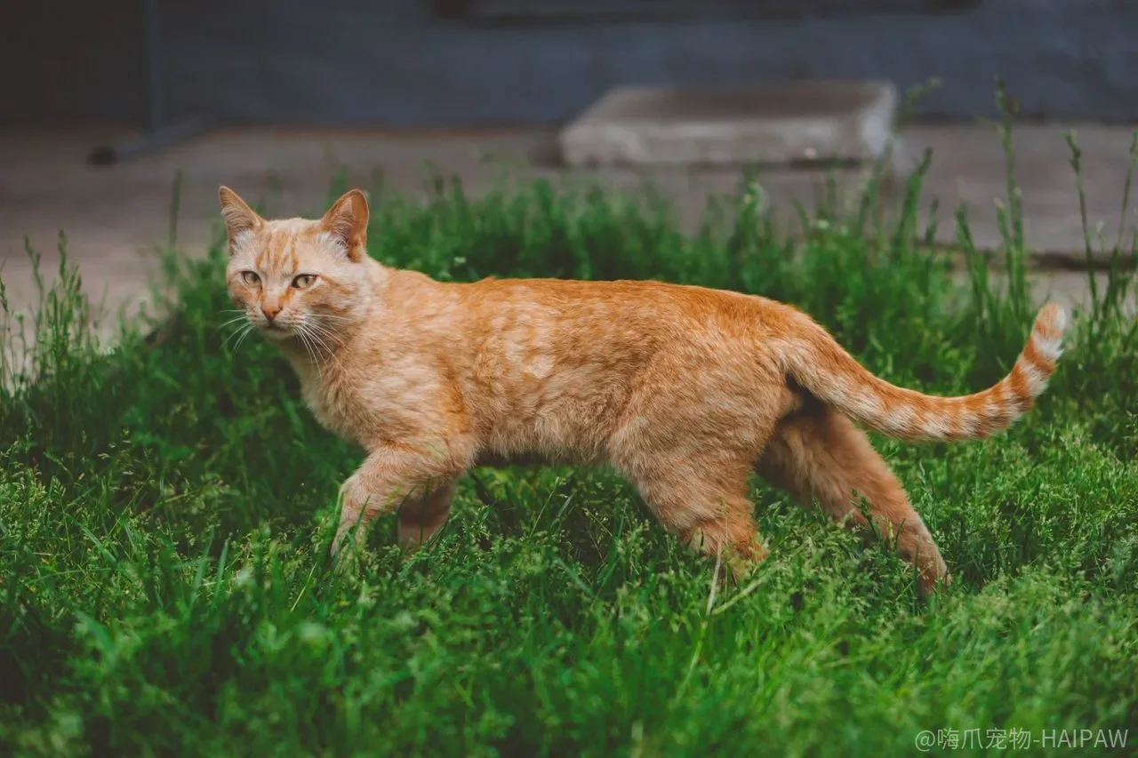 猫咪耍坏耍赖怎么治？四条科学应对法让主子变乖