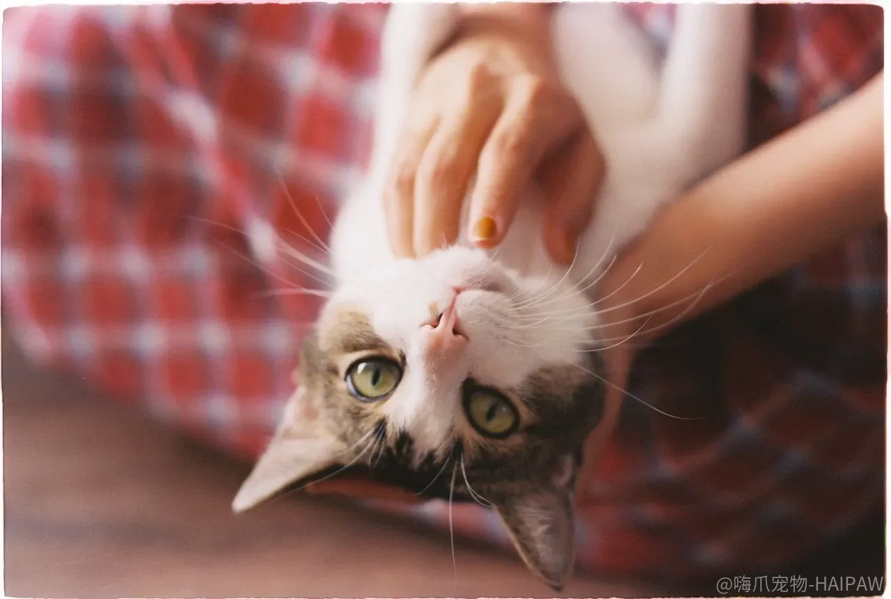 开拓培养宠物猫咪社交能力：从黄金期到成年后的完整训练方案