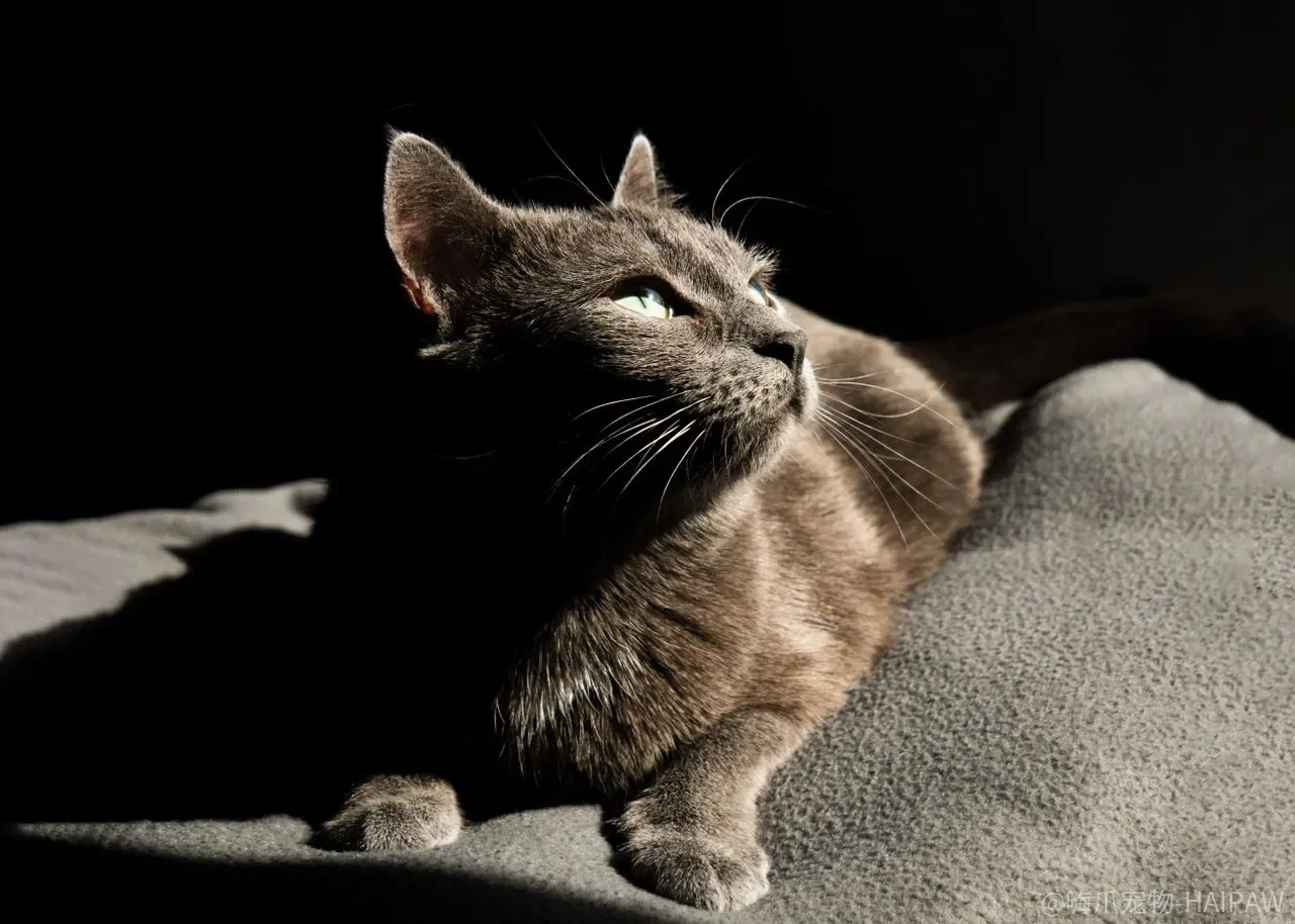 训练宠物猫乖乖吃饭的完整方法：定时、定点、定量三原则