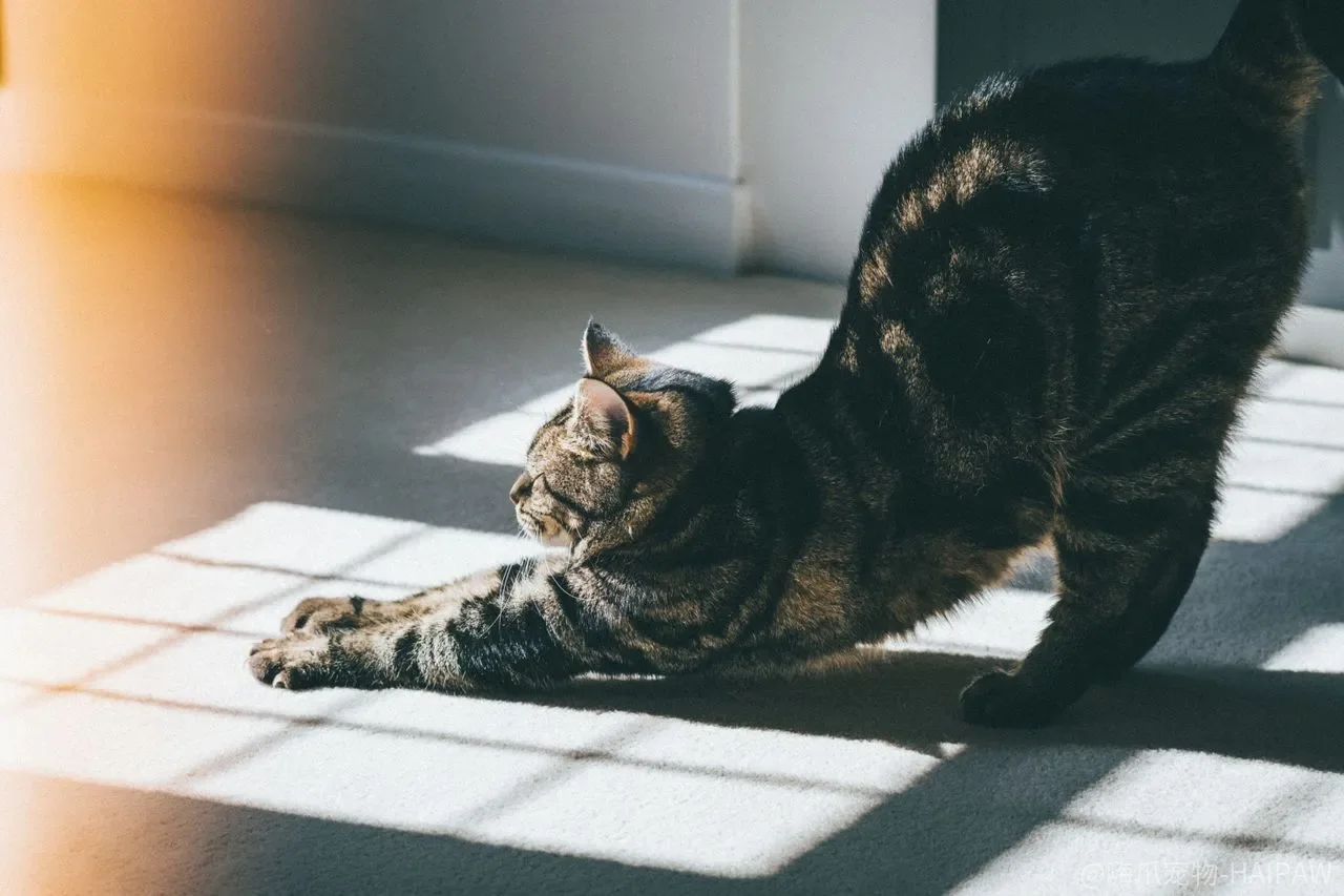 猫咪训练总失败?刚柔并施训练法的完整操作指南 猫咪训练总失败?刚柔并施训练法的完整操作指南