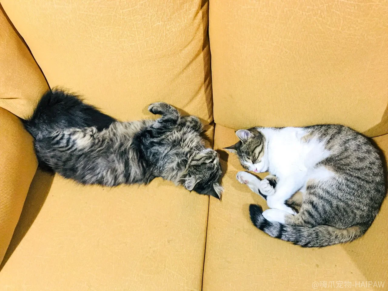 猫狗同养总打架？化解敌意的五步引导法让它们成为好朋友