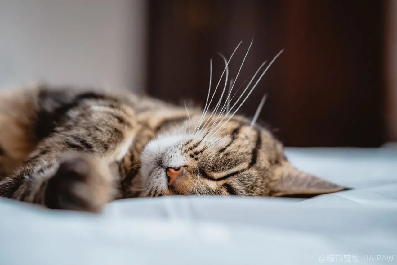 猫咪总打架、不听话、和狗合不来？行为训练师教你从根源逐一纠正