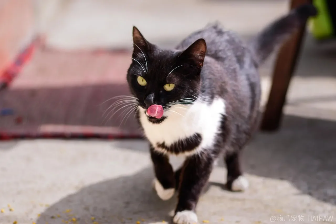 猫咪攻击行为只是脾气差吗?七个求助信号你读懂了吗 猫咪攻击行为只是脾气差吗?七个求助信号你读懂了吗