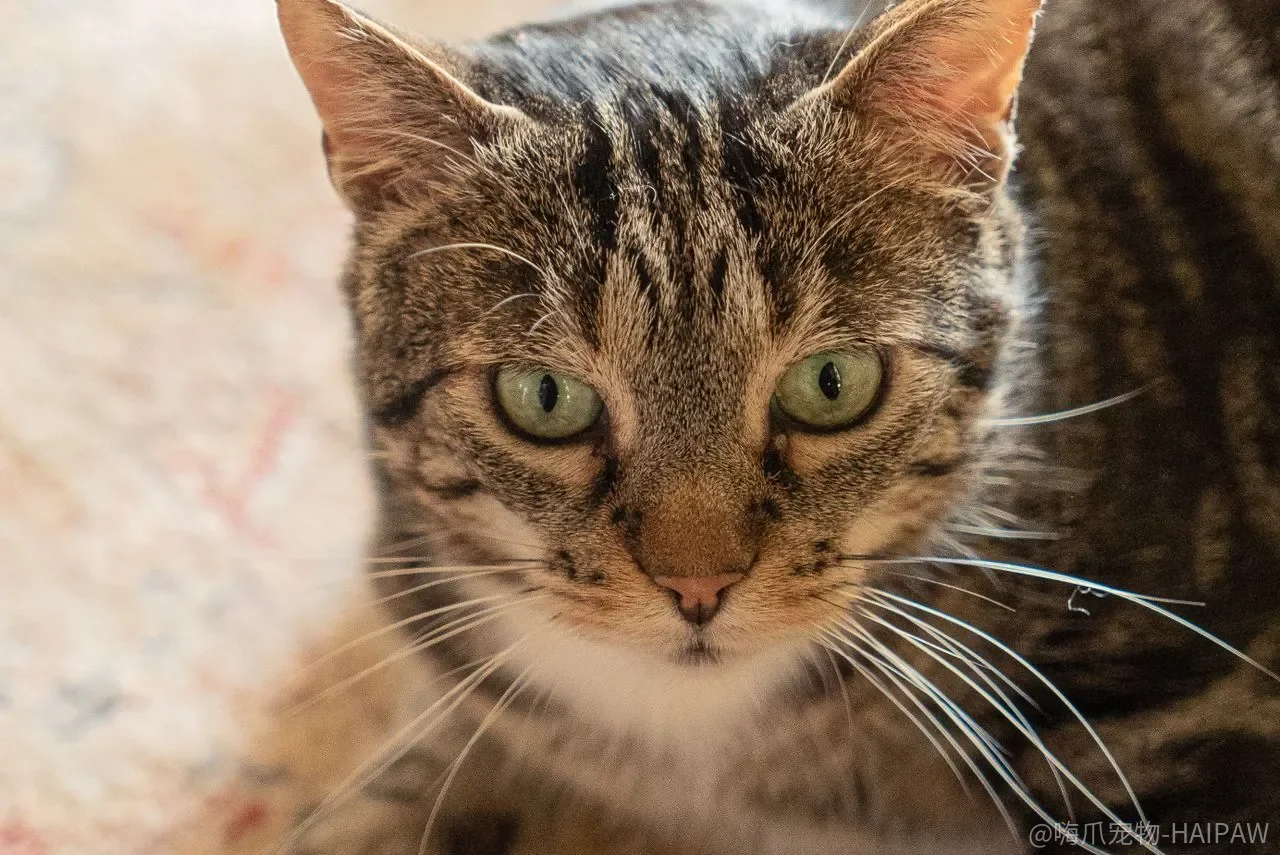 猫咪总爬床怎么办？猫窝布置加即时制止的完整纠正方案