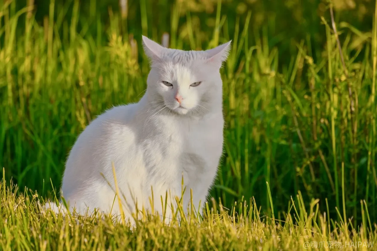 猫咪圈地行为怎么纠正？五步法解决乱喷尿困扰