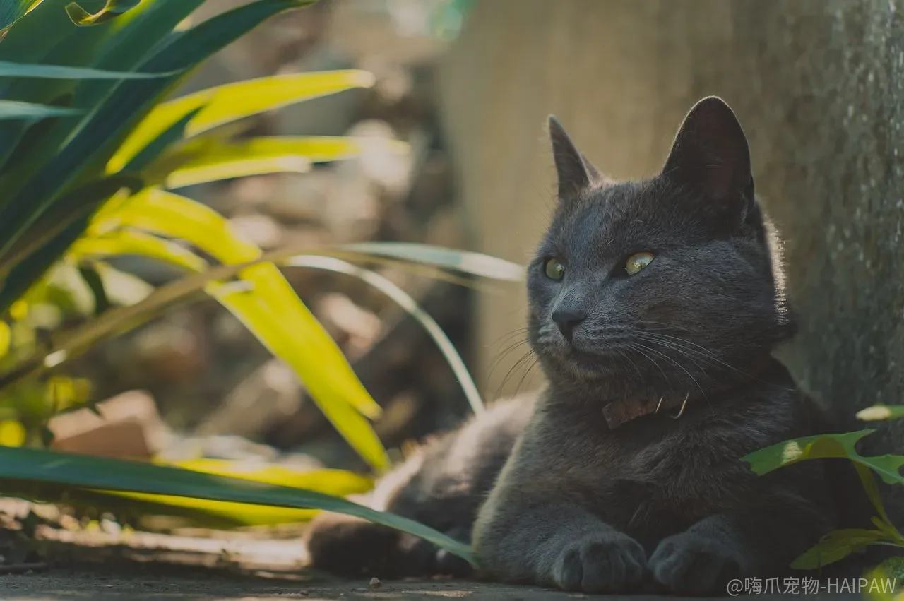 训练宠物猫真的很困难吗？关键在于抓住五到六月龄的黄金期