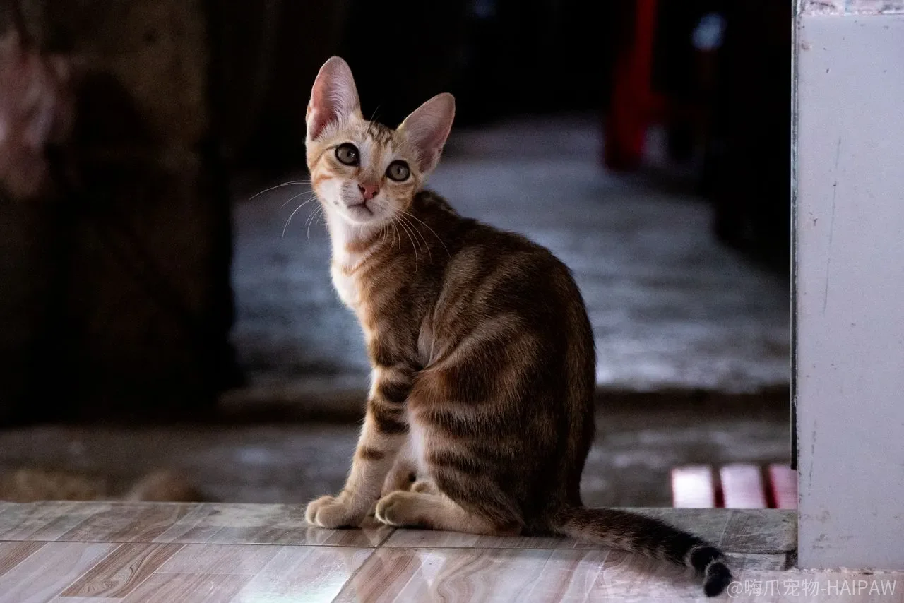 怎么让猫咪恋上你的怀抱？八个实用技巧一步步教你